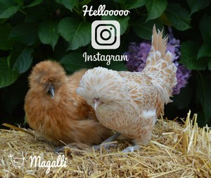 Instagram