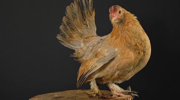 Poule Barbue