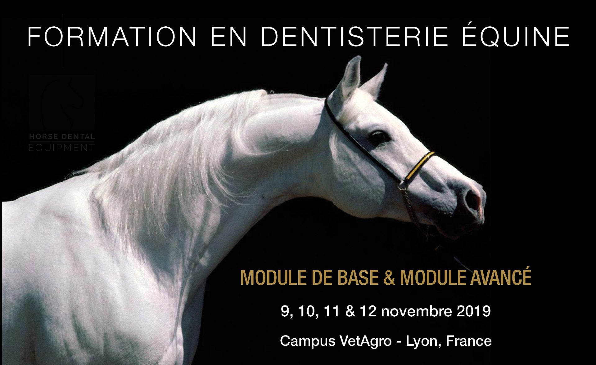 Formation en dentisterie équine